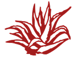 Maguey